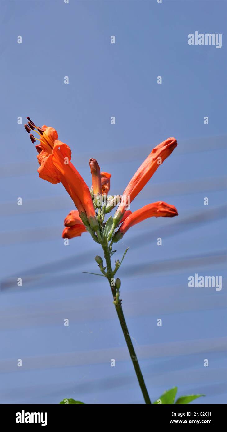 Primo piano di fiori d'arancio di Tecoma capensis conosciuto anche come capello di miele, Tecomaria, palude horsetail ecc. Foto Stock