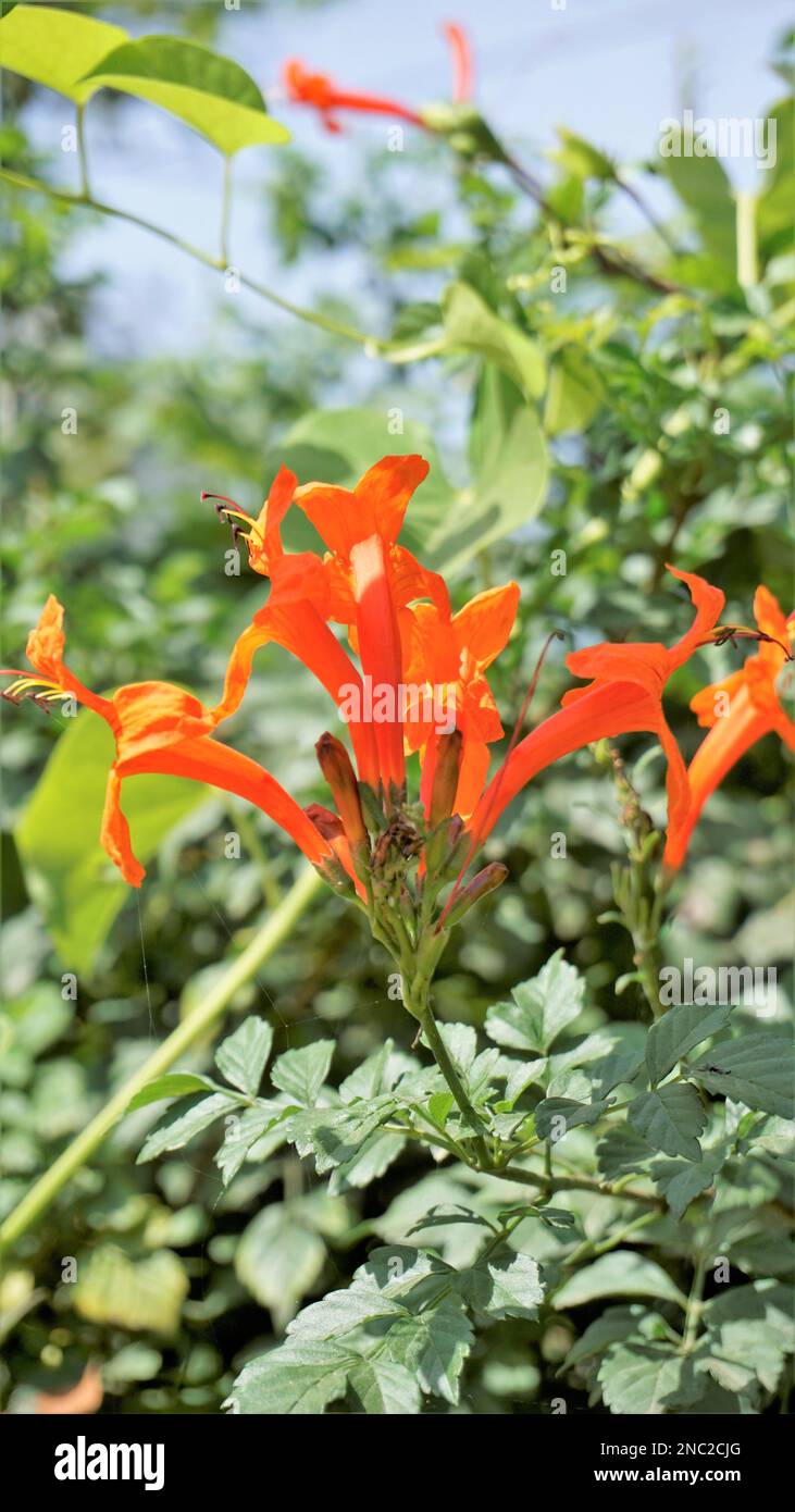 Primo piano di fiori d'arancio di Tecoma capensis conosciuto anche come capello di miele, Tecomaria, palude horsetail ecc. Foto Stock