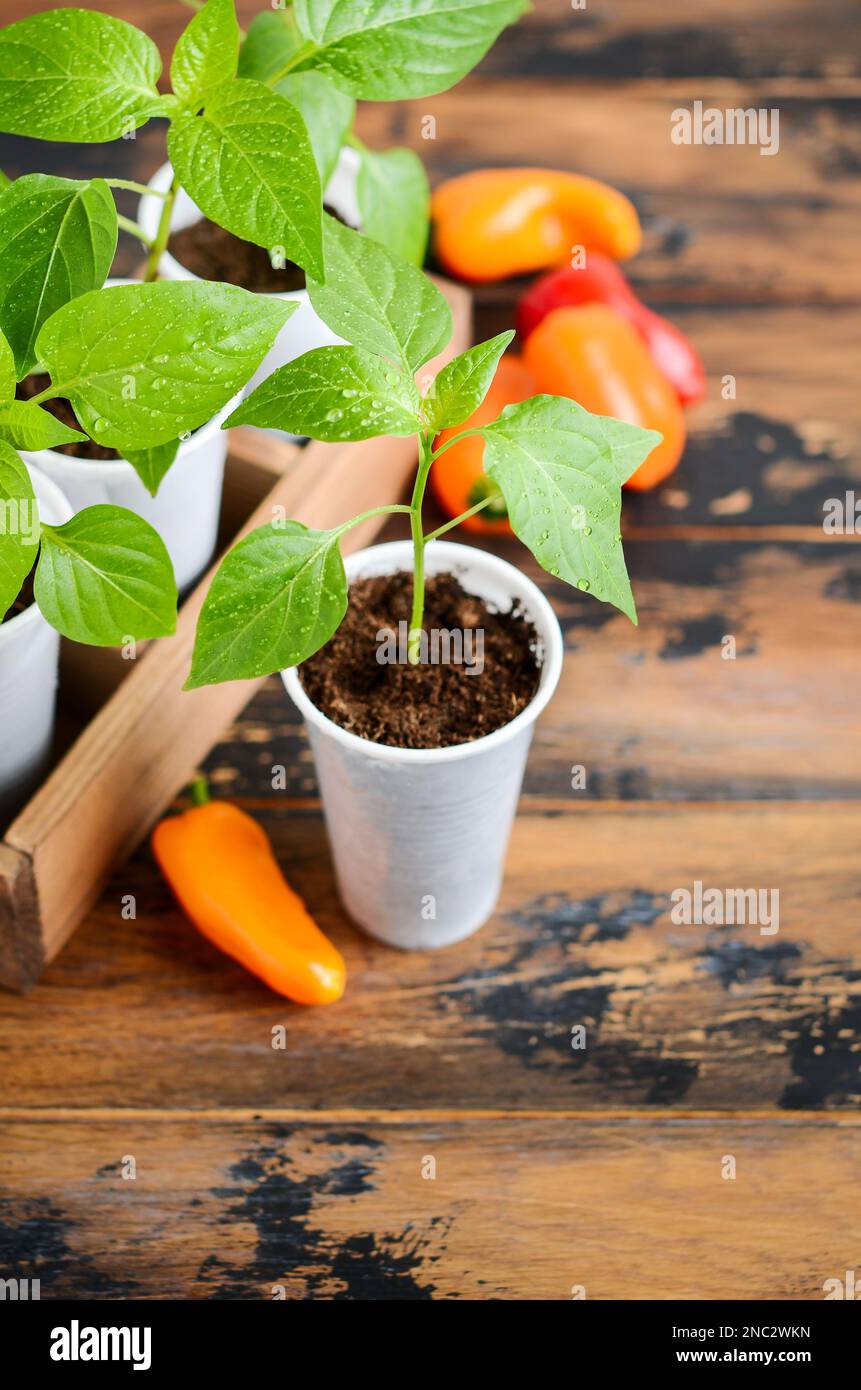 Piante di peperone all'interno. Piantine di casa, piantine di peperone in pentola di plastica su fondo ligneo. Foto Stock