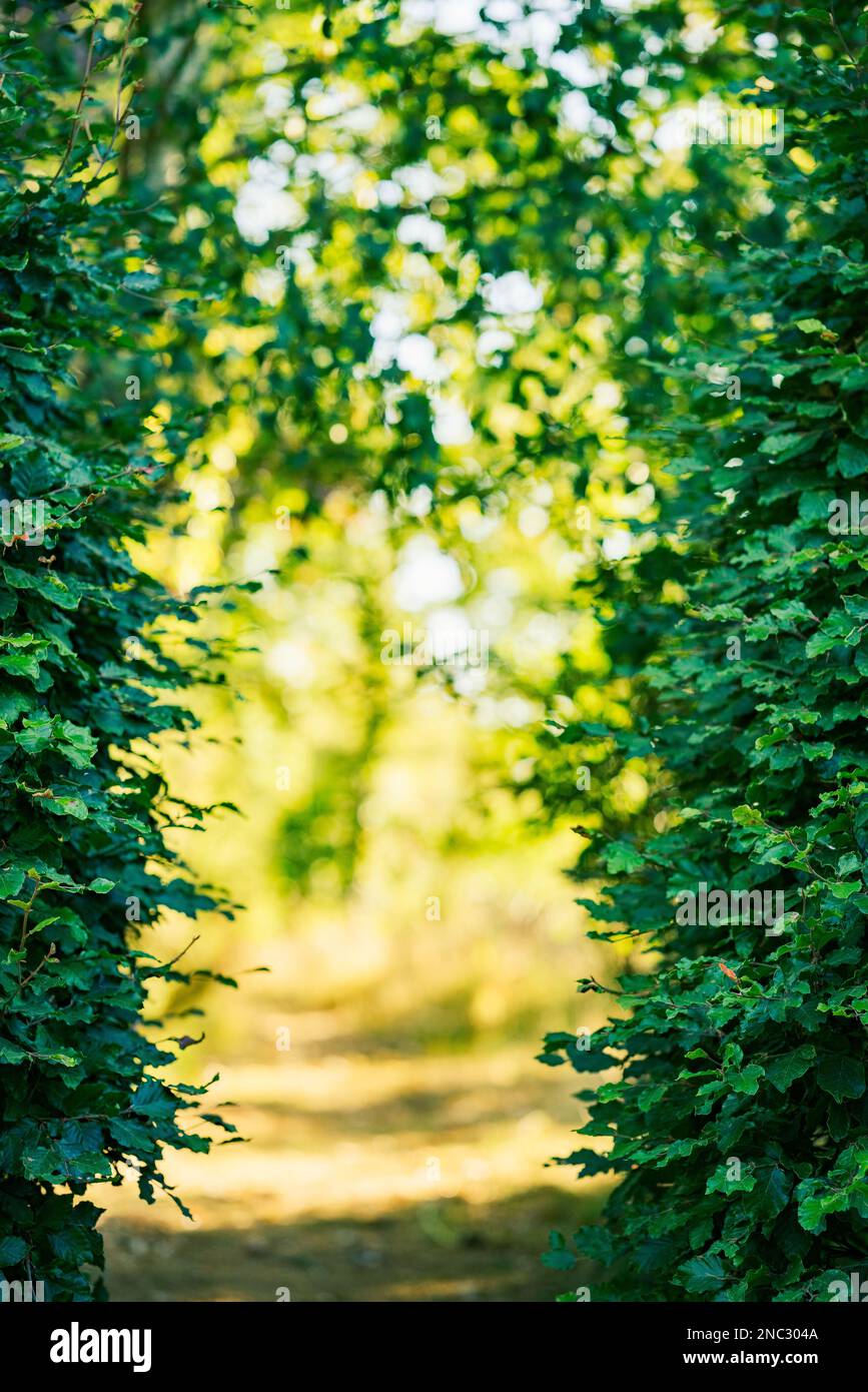 Cottage Giardino con siepe di faggio Foto Stock