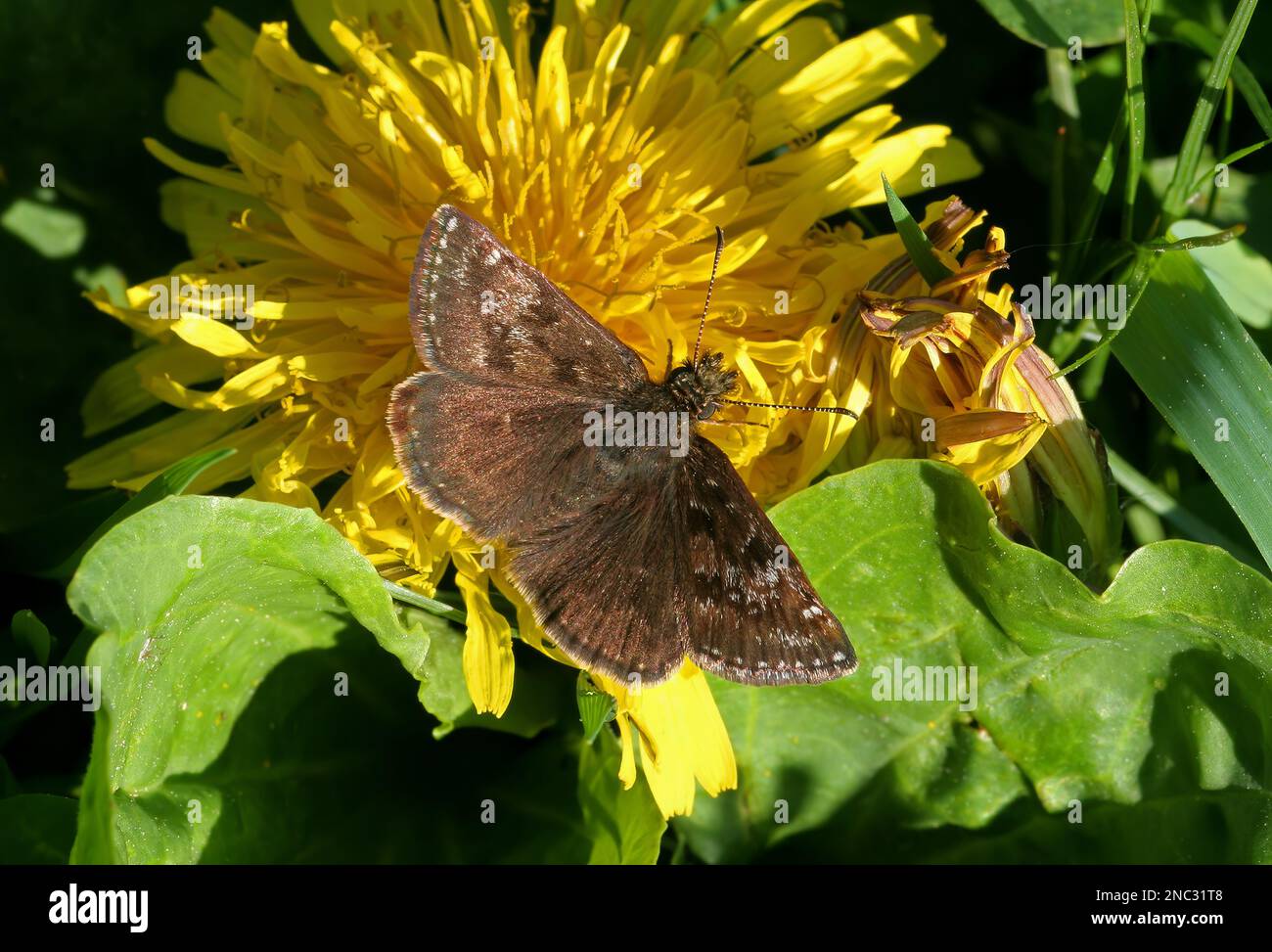 Dingy Skipper (Erynnis Tages) adulto con ali di nutrimento aperto su dente di leone Polonia Maggio Foto Stock