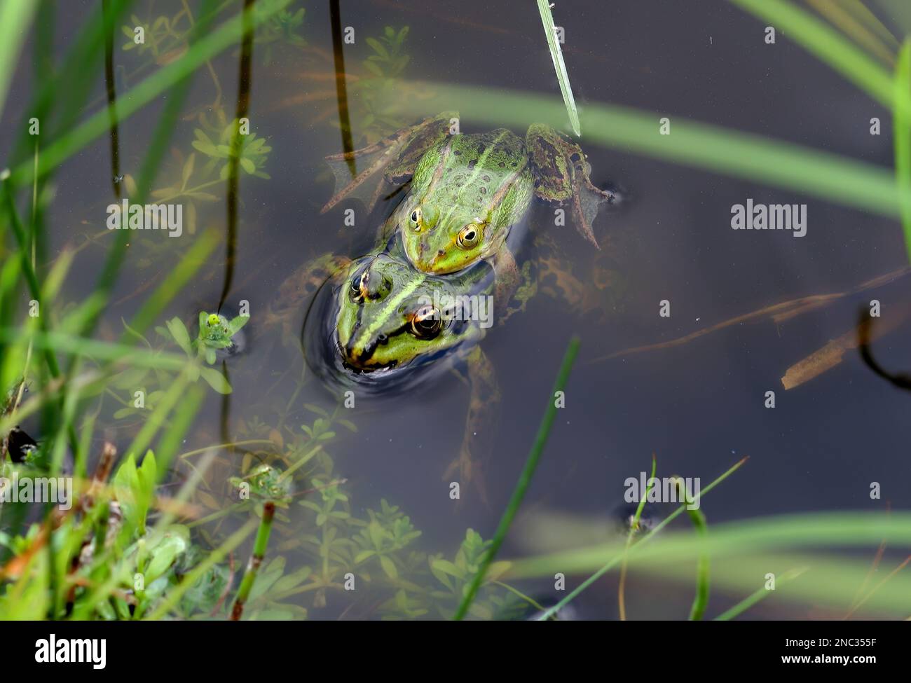 Pool Frog (Rana lessonae) accoppiamento coppia in basso stagno Polonia Maggio Foto Stock