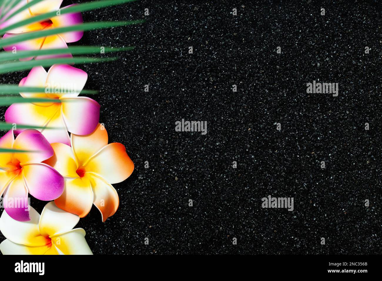 Sfondo tropicale con fiori di plumeria in sabbia nera e foglie di palma Foto Stock