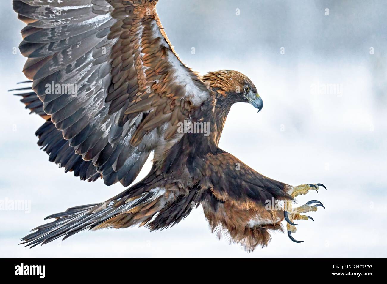 Aquila reale nel suo ambiente naturale Foto Stock