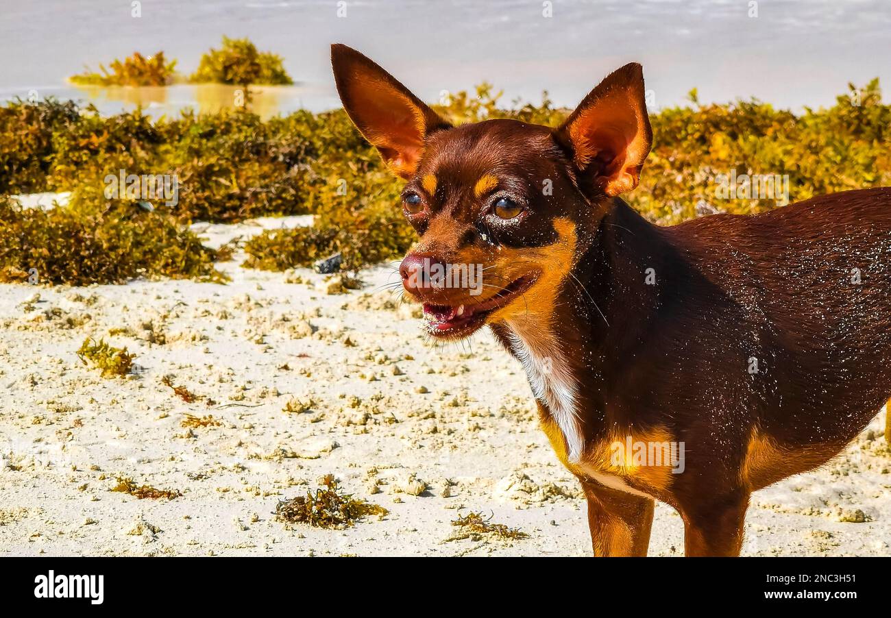 Bella carina messicano marrone russo giocattolo terrier cane gioca con un bastone a sorprendente e bella costa caraibica e vista panoramica spiaggia con turchois Foto Stock