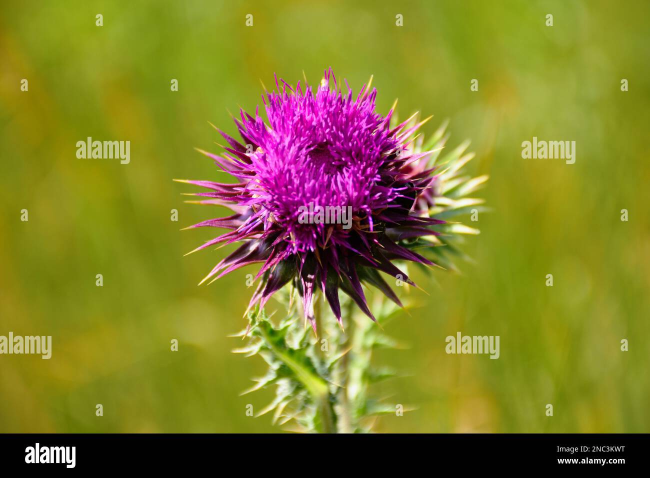 viola selvaggio ghiso fiore. sfondo verde e giallo sfocato. spine e punte su campo verde e prato morbido. testa di fiore rotonda Foto Stock