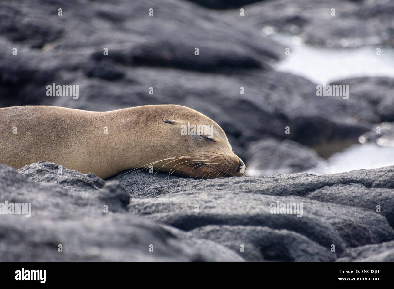 Un leone marino che dorme sulla roccia vulcanica sull'isola di Santiago (Isla Santiago) nelle Galapagos, Ecuador. Foto Stock