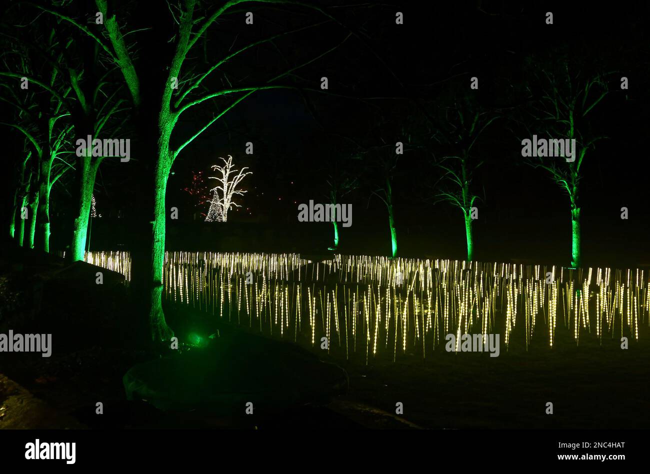 Luci di Natale all'aperto, campo di picchi bianchi, tronchi di alberi verdi, alberi lontani con luci bianche, sfondo nero, notte, festivo, vacanza, dramat Foto Stock