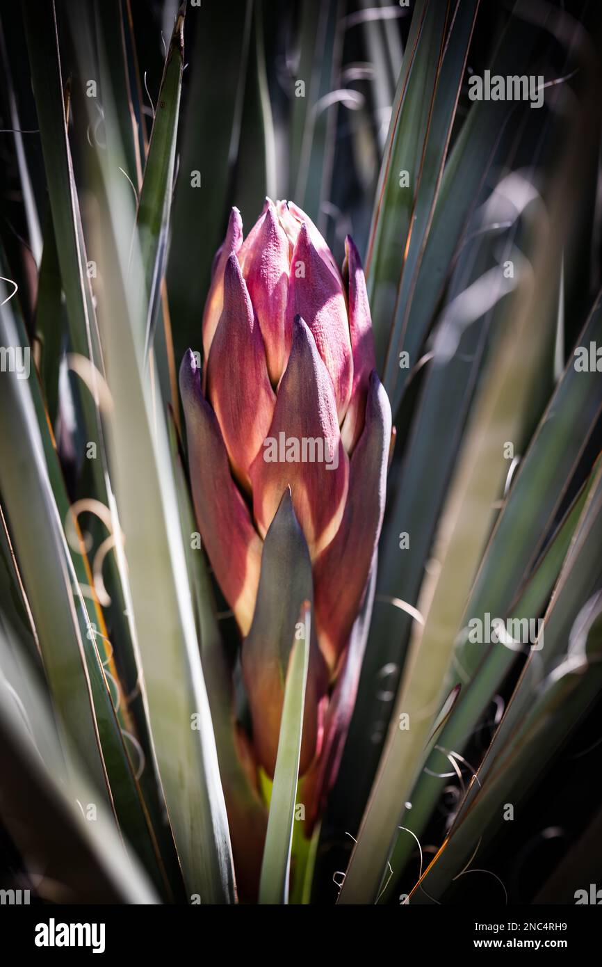 Uno scatto verticale di Yucca treculeana in una giornata di sole Foto Stock