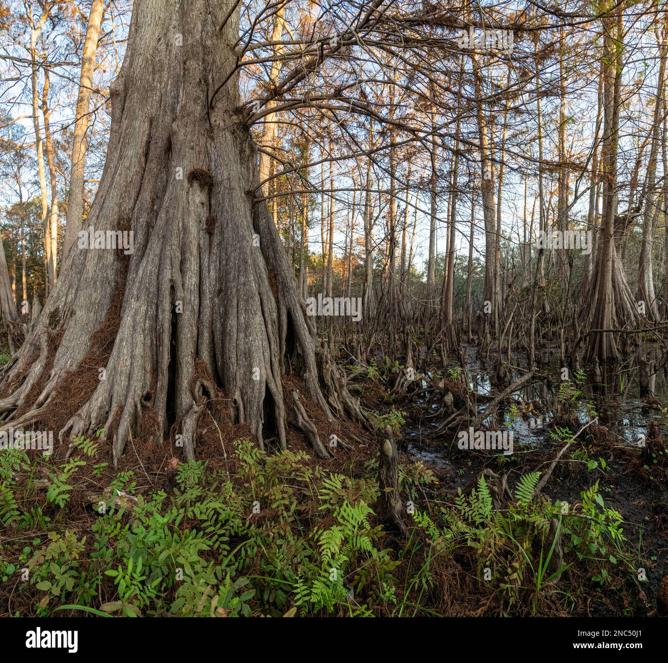 Base scanalata di alberi di cipresso di stagno in ardesia a Indian Lake state Park, Florida Foto Stock