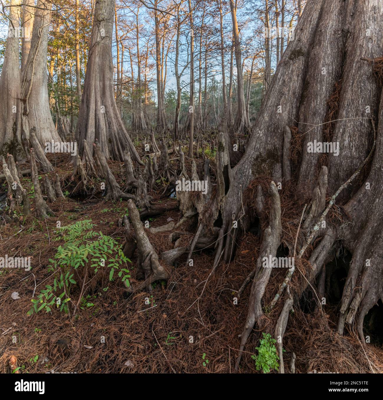 Base scanalata di alberi di cipresso di stagno in ardesia a Indian Lake state Park, Florida Foto Stock