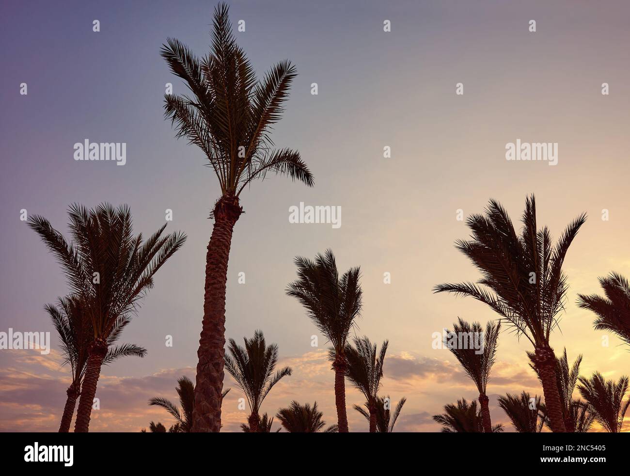 Le palme si silhouette al tramonto, con tonalità cromatiche applicate. Foto Stock