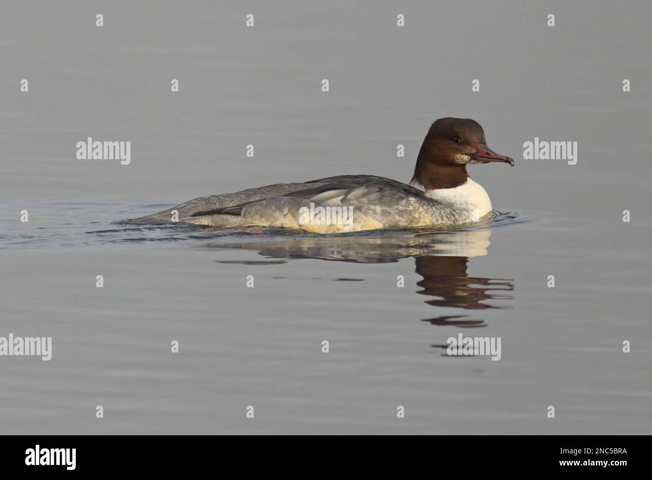 Goosander (Mergus merganser) testa rossa Whitlingham CP Norfolk UK GB Febbraio 2023 Foto Stock