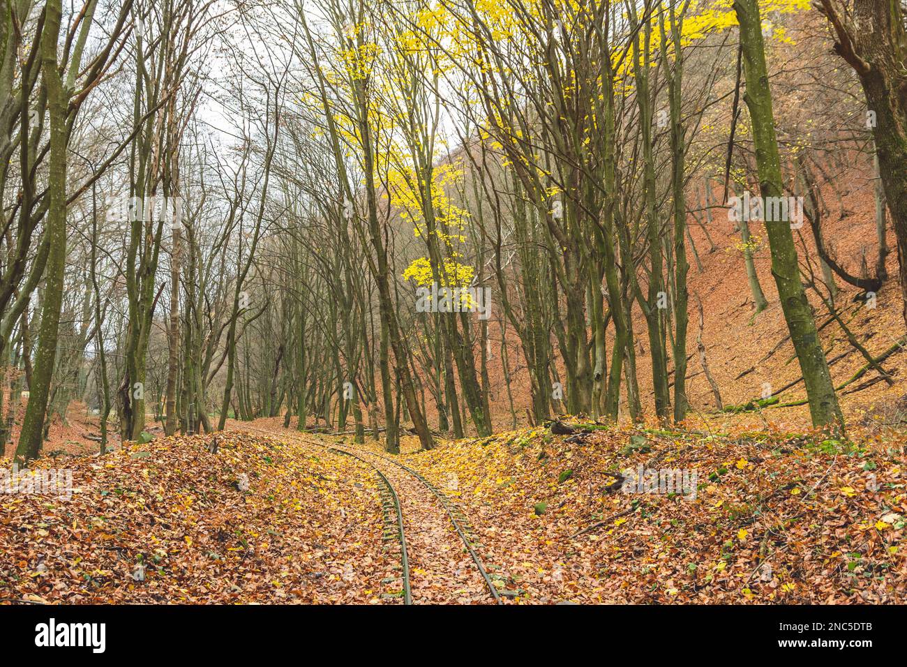 La pista della ferrovia leggera foresta situata nell'insediamento di Kemence nella foresta risplendente nei colori autunnali, Ungheria Foto Stock