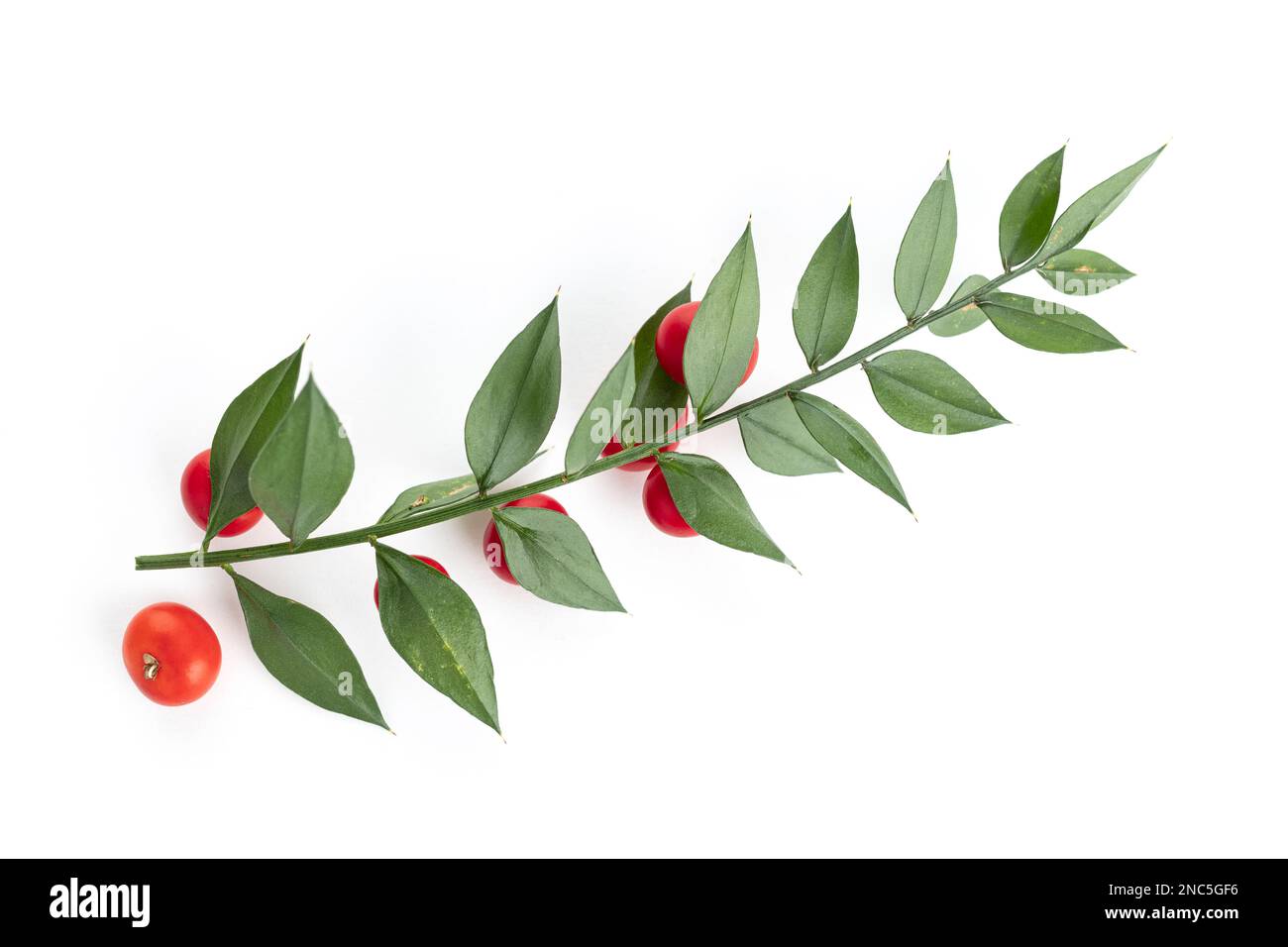 Scopa da macelleria fresca o ramoscello di Ruscus aculeatus con foglie e frutti rossi isolati su fondo bianco Foto Stock
