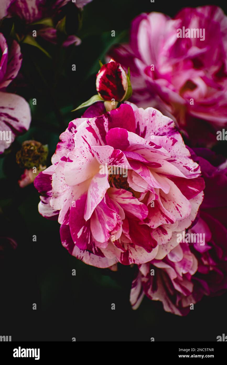 Un primo piano verticale di un maurice utrillo si alzò in giardino. Foto Stock