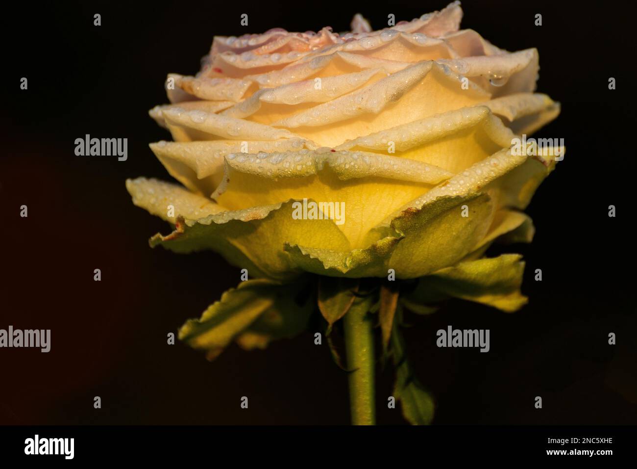 Gocce di rugiada sui petali gialli di rosa, fiore della pianta perenne boscosa del genere Rosa, Rosaceae. Inizio inverno mattina fiore natura Foto Stock