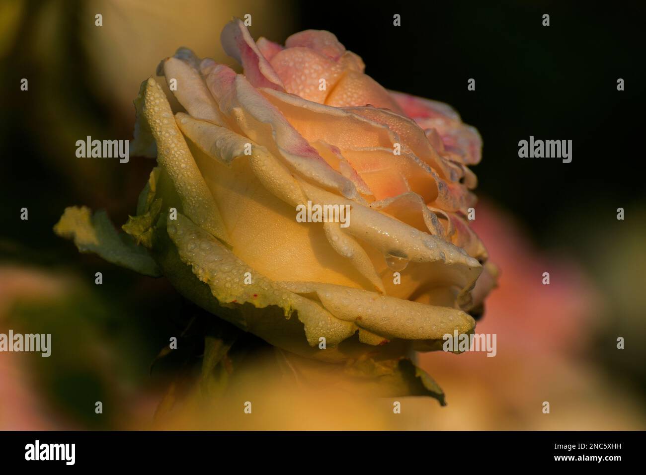 Gocce di rugiada sui petali gialli di rosa, fiore della pianta perenne boscosa del genere Rosa, Rosaceae. Inizio inverno mattina fiore natura Foto Stock