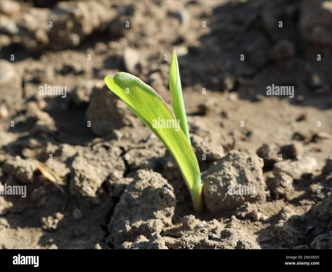 un piccolo germoglio di mais tra le zolle di terreno marrone secco fa la sua strada al sole, la germinazione di un seme di mais nella stagione primaverile nel campo Foto Stock