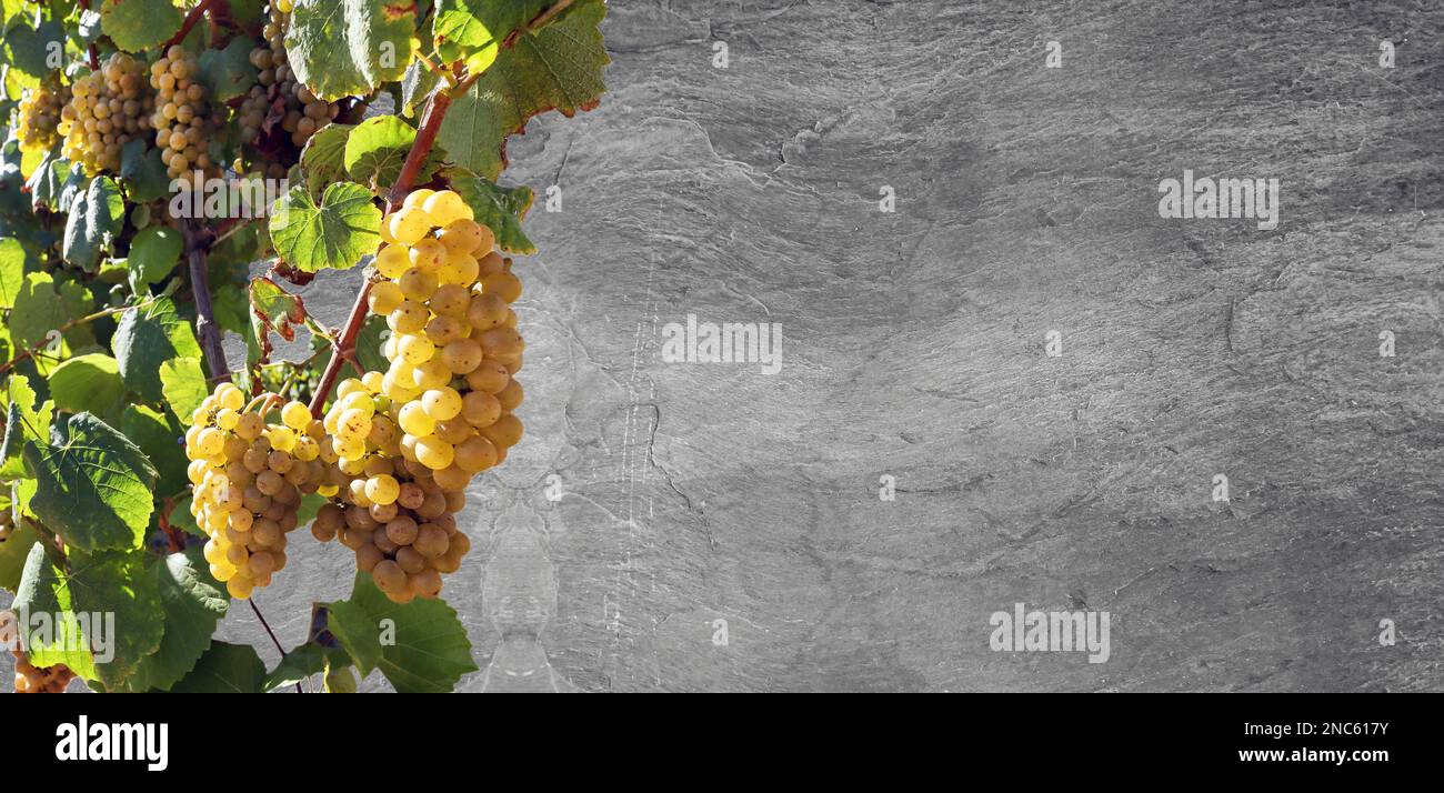 Uva da vino bianco isolata sulla consistenza dell'ardesia come sfondo, concetto per elementi di design per la degustazione di vini, la ristorazione, la cantina e il vigneto Foto Stock