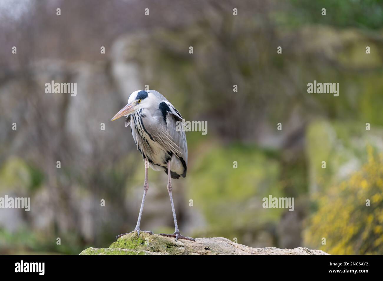 Singolo airone grigio (Ardea cinerea) in piedi su una roccia. Primavera. Foto Stock