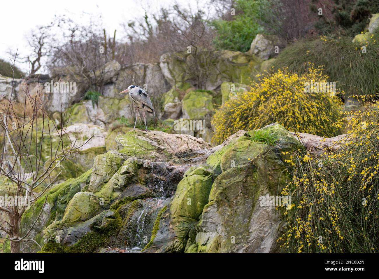 Singolo airone grigio (Ardea cinerea) in piedi su una roccia. Primavera. Foto Stock