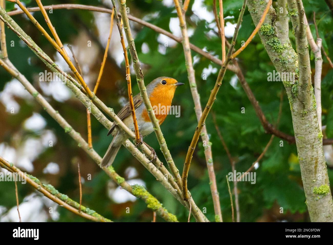 European Robin, Erithacus rubbecula, che percola su un albero Foto Stock