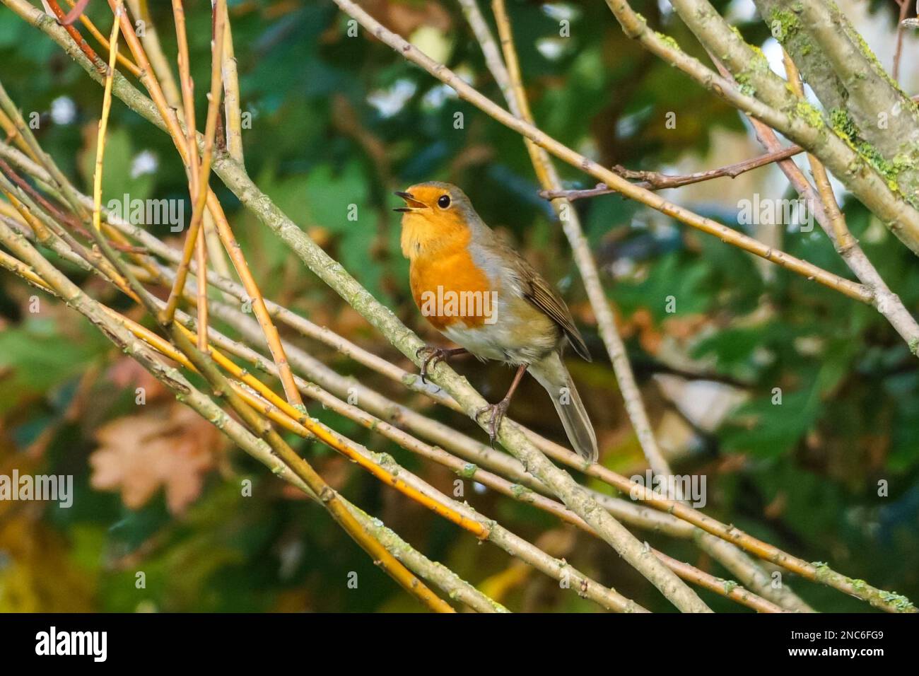 Robin europeo, Erithacus rubecula, cinguettio su un albero Foto Stock