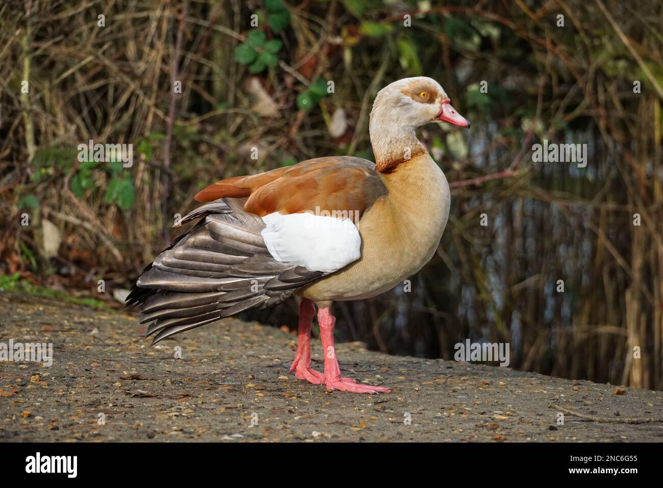 Oca egiziana, Alopochen aegyptiaca, maschio Foto Stock