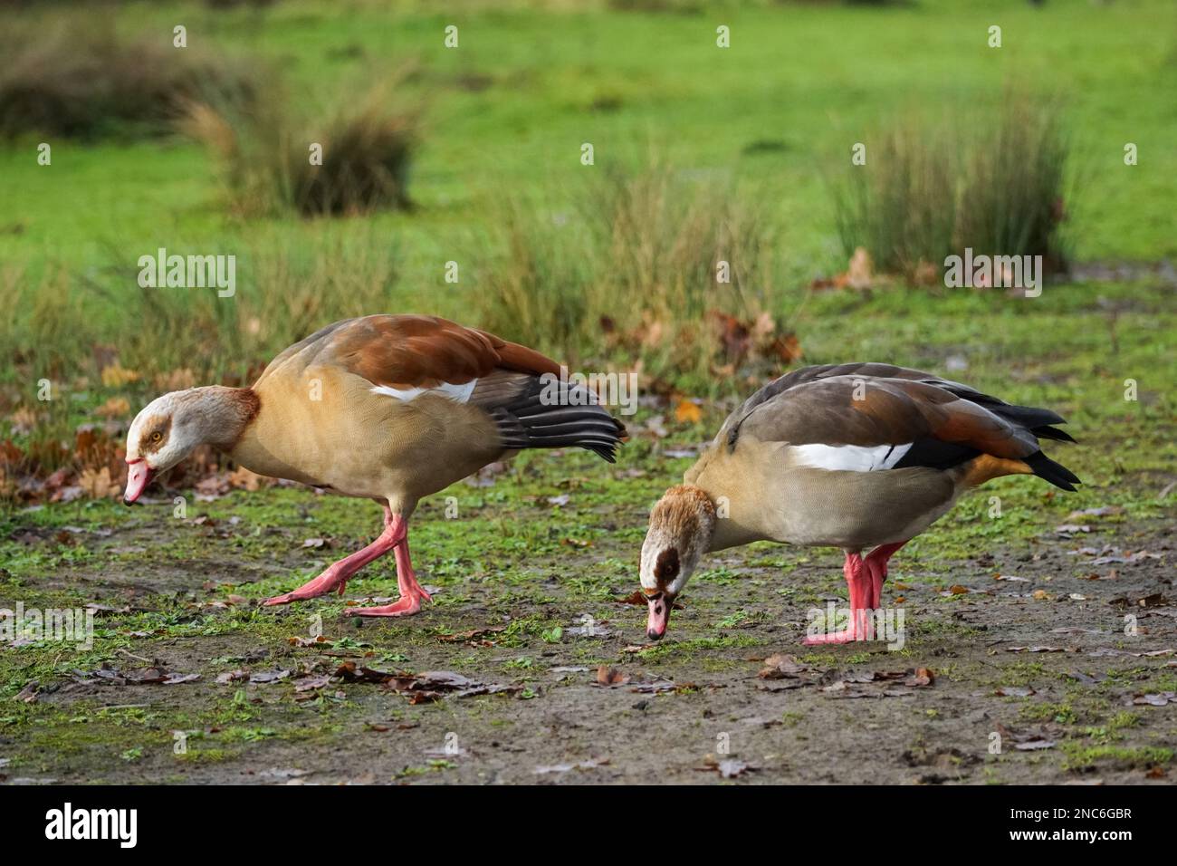 Oche egiziane, Alopochen aegyptiaca, maschi e femmine che nutrono l'erba Foto Stock