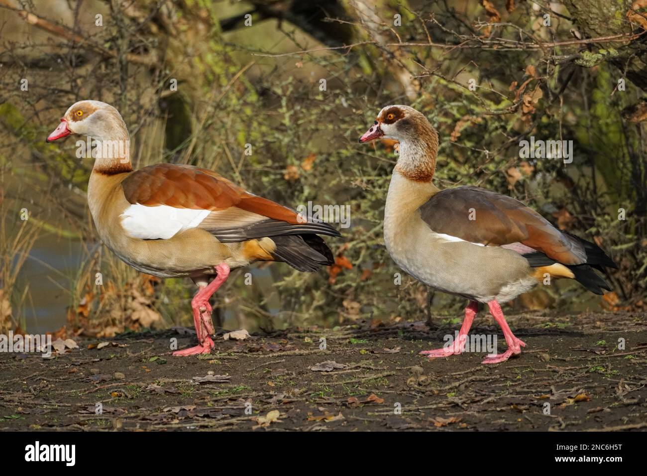 Oche egiziane, Alopochen aegyptiaca, maschio e femmina Foto Stock