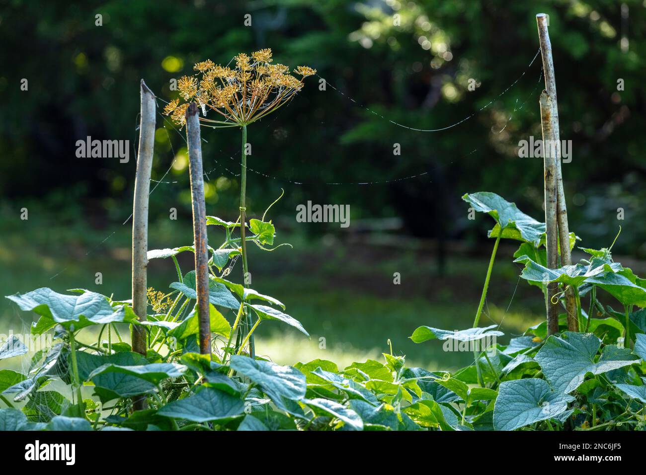 Cottage Giardini, orto rurale, aneto, Polonia Foto Stock