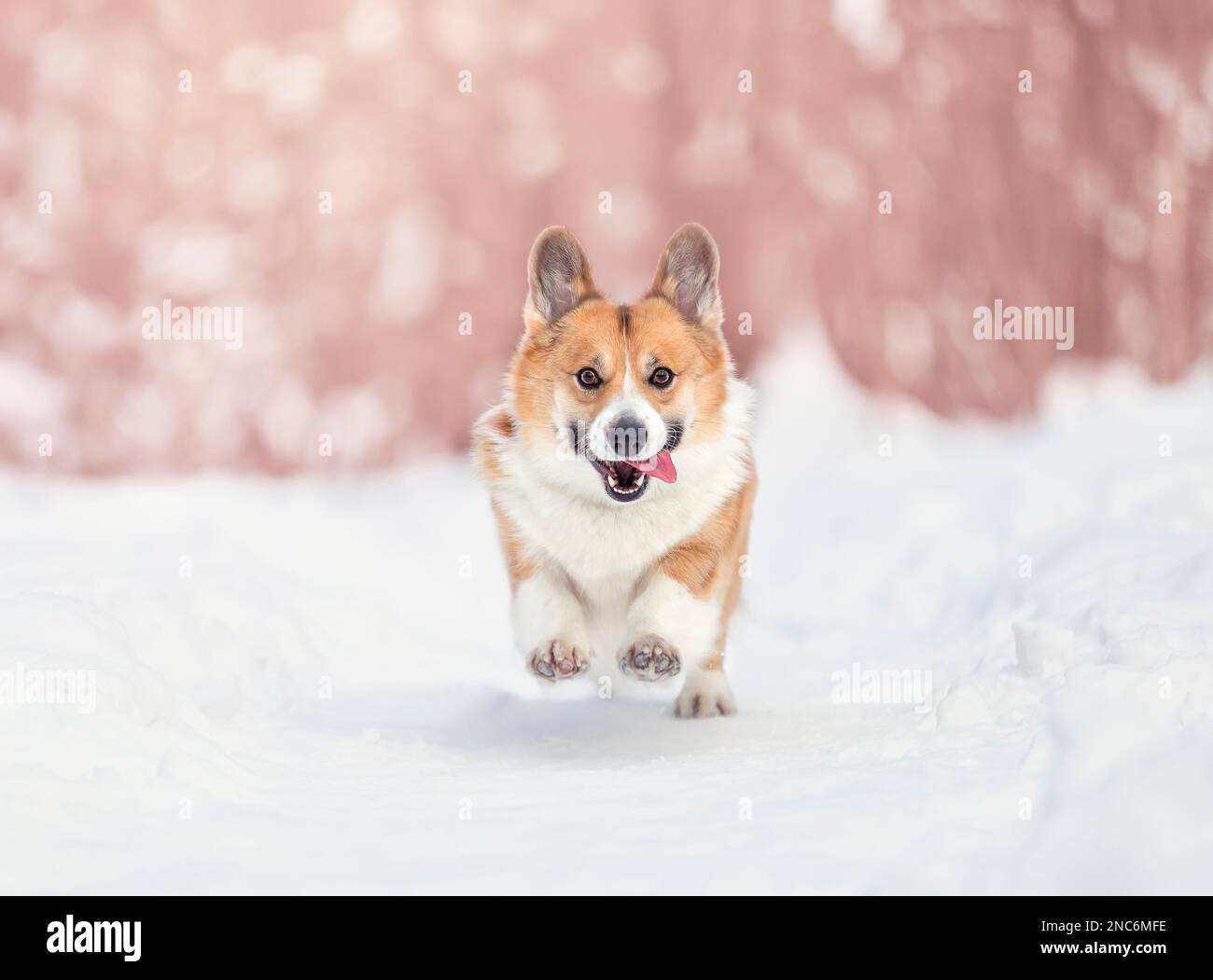 carino allegro cane corgi pembroke corre su un soleggiato parco invernale nella neve Foto Stock