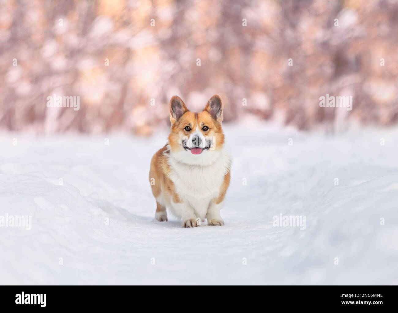 carino allegro cane corgi pembroke passeggiate in un inverno soleggiato il parco Foto Stock