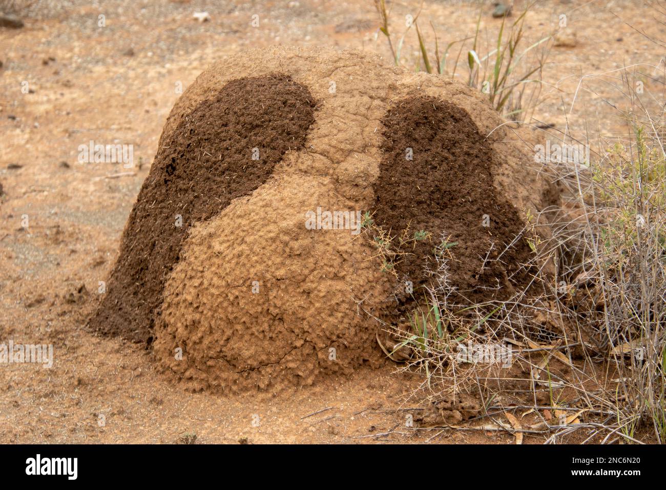 Termiti riparare il loro tumulo che assomiglia a Snoopy il cane Foto Stock