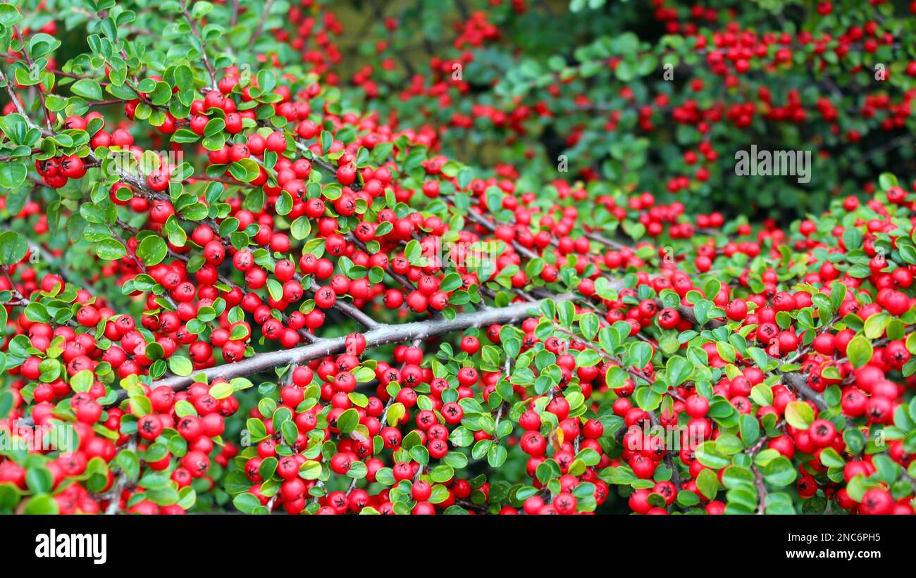 Un bell'arbusto ornamentale decora il giardino. Cotoneaster con foglie verdi e bacche rosse in autunno. Progettazione di paesaggi. Cottage giardini. Foto Stock