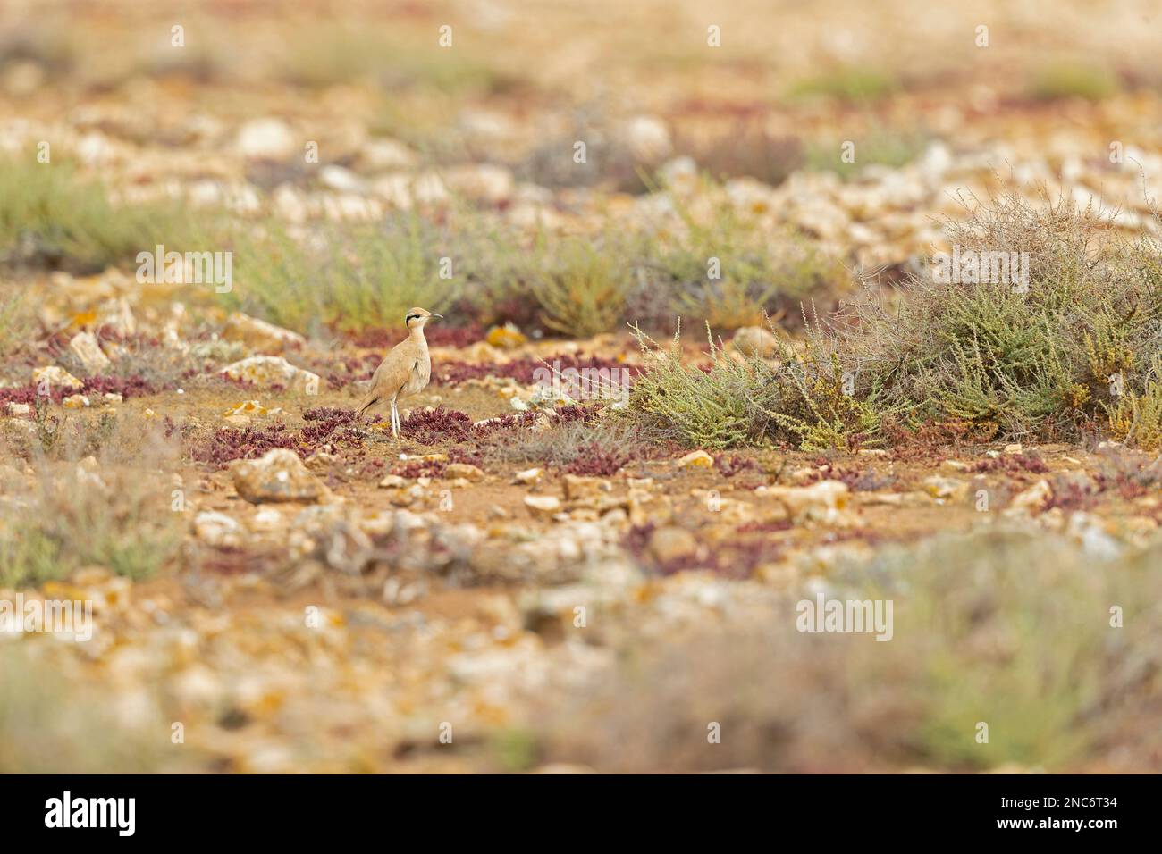 Cortigiana color crema (Cursorius Cursor) che si trova nel paesaggio arido di Fuerteventura Spagna. Foto Stock