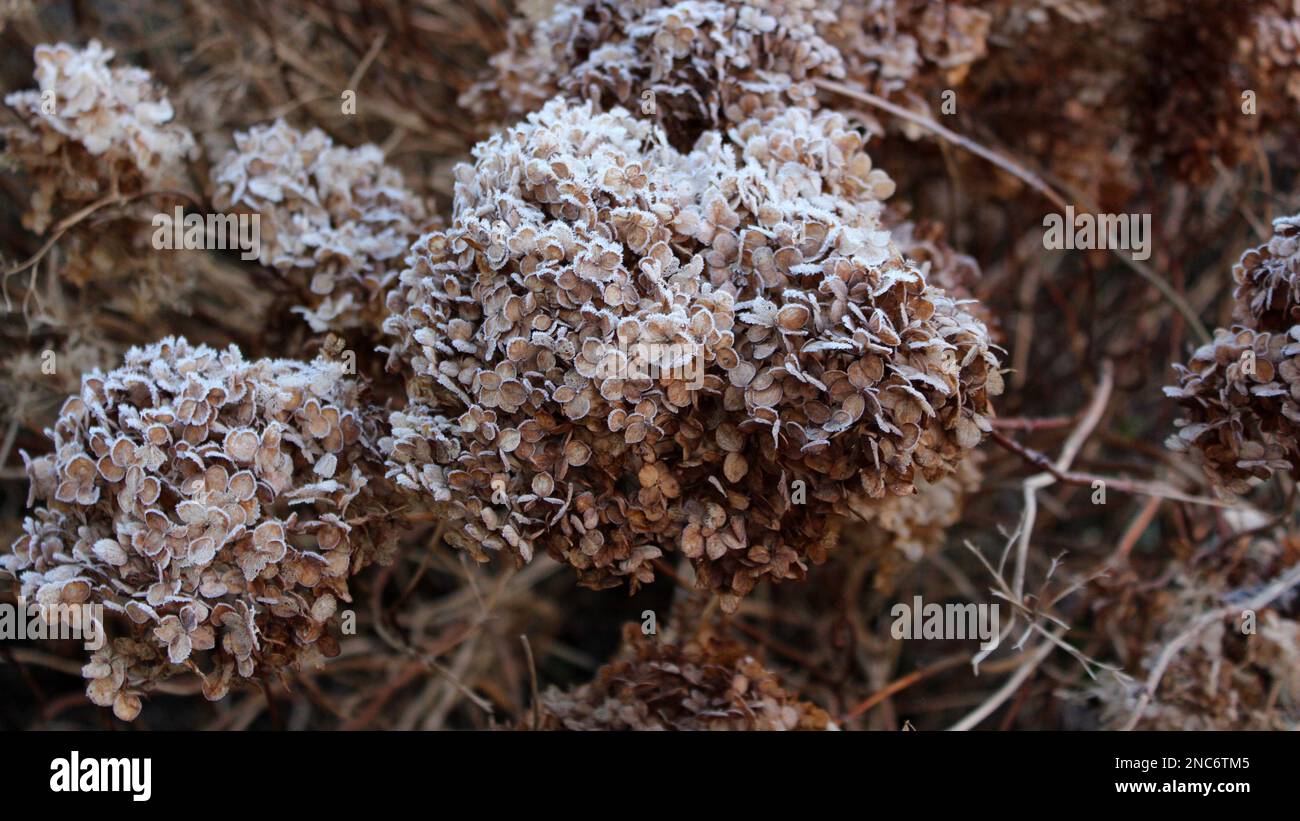 Testa di fiore di idrangea secca coperta di brina mattutina. Gelo su rami e fiori. Inverno nel giardino cottage. Cottage giardini. Foto Stock