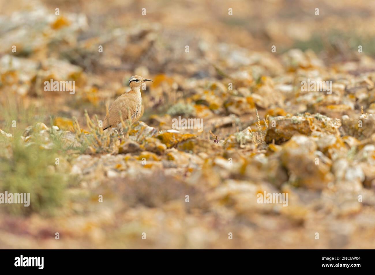 Cortigiana color crema (Cursorius Cursor) che si trova nel paesaggio arido di Fuerteventura Spagna. Foto Stock