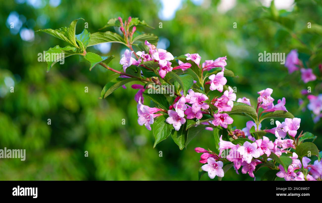 Primo piano di splendidi fiori rosa brillante weigela su uno sfondo verde giardino. Paesaggio naturale floreale. Cottage giardini. Foto Stock