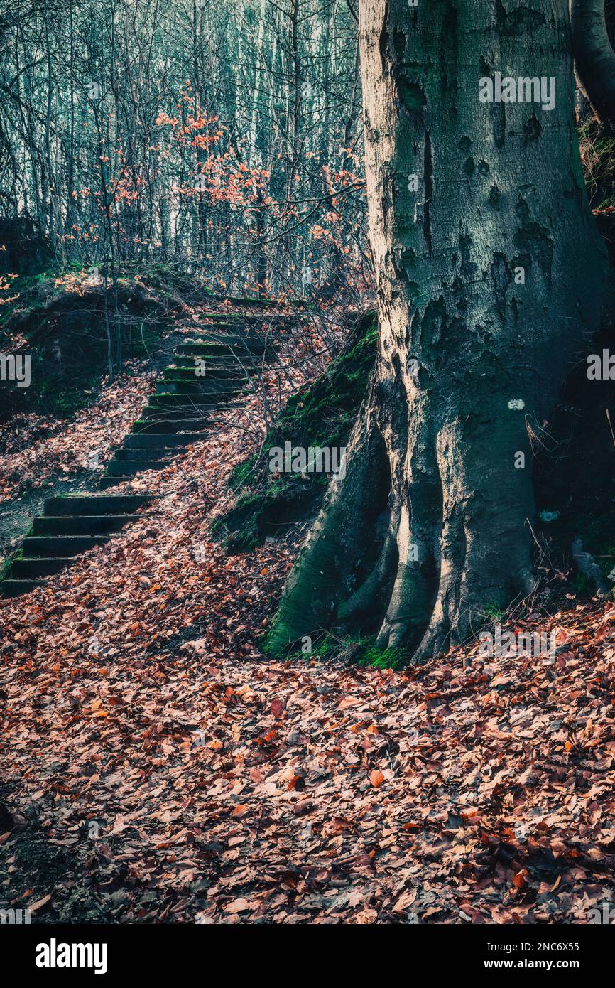 I primi raggi del sole primaverile nella foresta di Orłowo - Gdynia, Polonia Foto Stock