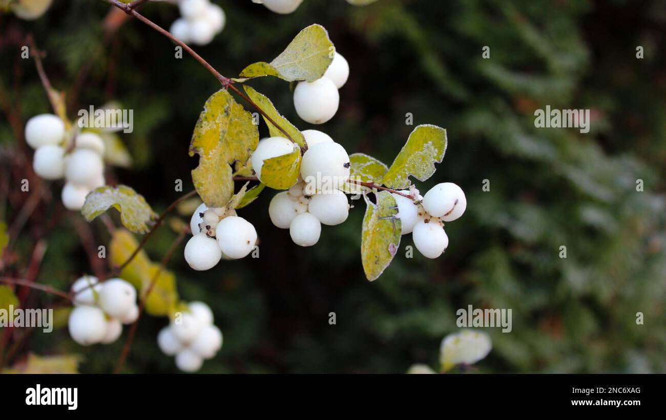 Bush Snowberry con grandi bacche bianche su uno sfondo di foglie. Gelo sui rami. Inverno in giardino. Close-up.Cottage giardini. Foto Stock
