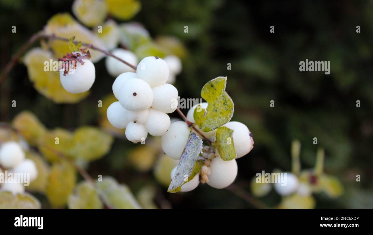 Bush Snowberry con grandi bacche bianche su uno sfondo di foglie. Gelo sui rami. Inverno in giardino. Close-up.Cottage giardini. Foto Stock
