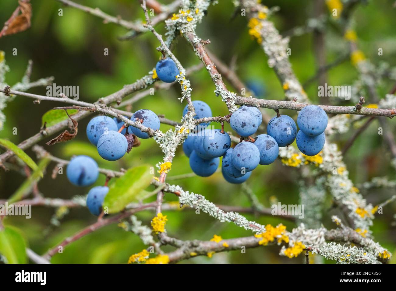 Bacche viola scure sull'albero del Blackthorn, bacche di sloe Foto Stock