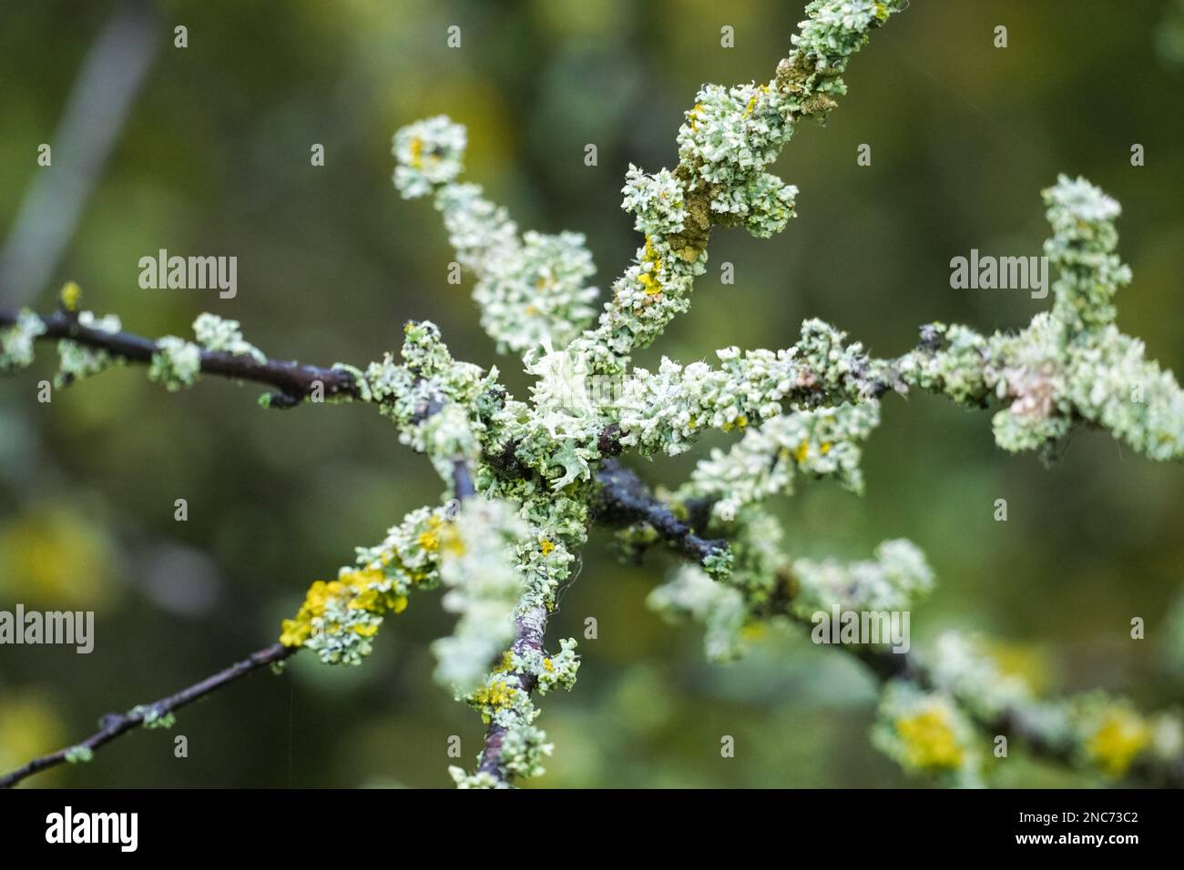 Il Lichen su un ramo di albero Foto Stock