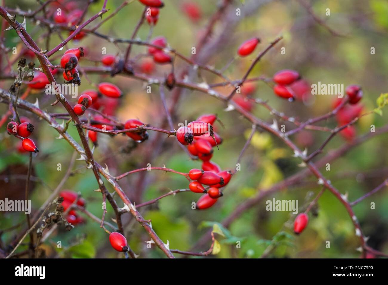 Le bacche rosse della rosa canina che crescono su una pianta sono aumentato  immagini e fotografie stock ad alta risoluzione - Alamy