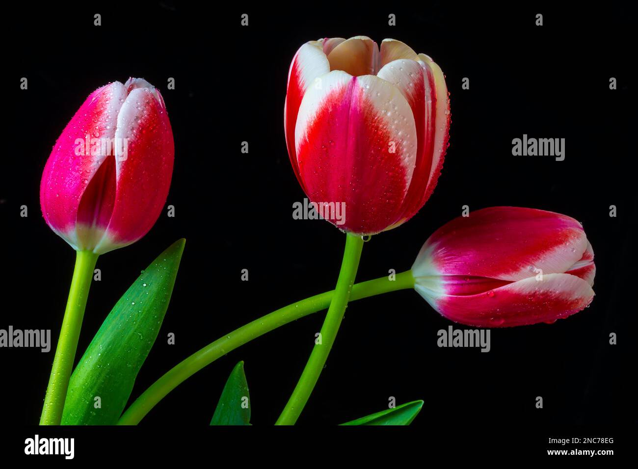 Tre bellissimi tulipani Foto Stock