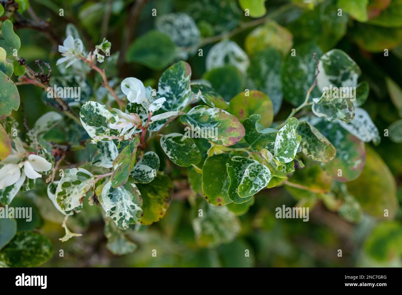 Primo piano naturale ritratto vegetale di Breynia Disticha, Phyllanthaceae, snow bush. Teneˈɾife; Teneriffe, Isole Canarie, Spagna, turismo, sole invernale Foto Stock