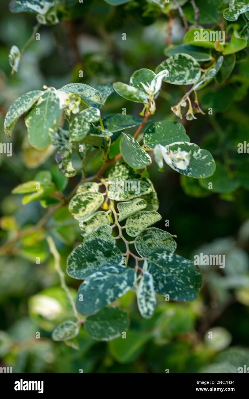 Primo piano naturale ritratto vegetale di Breynia Disticha, Phyllanthaceae, snow bush. Teneˈɾife; Teneriffe, Isole Canarie, Spagna, turismo, sole invernale Foto Stock