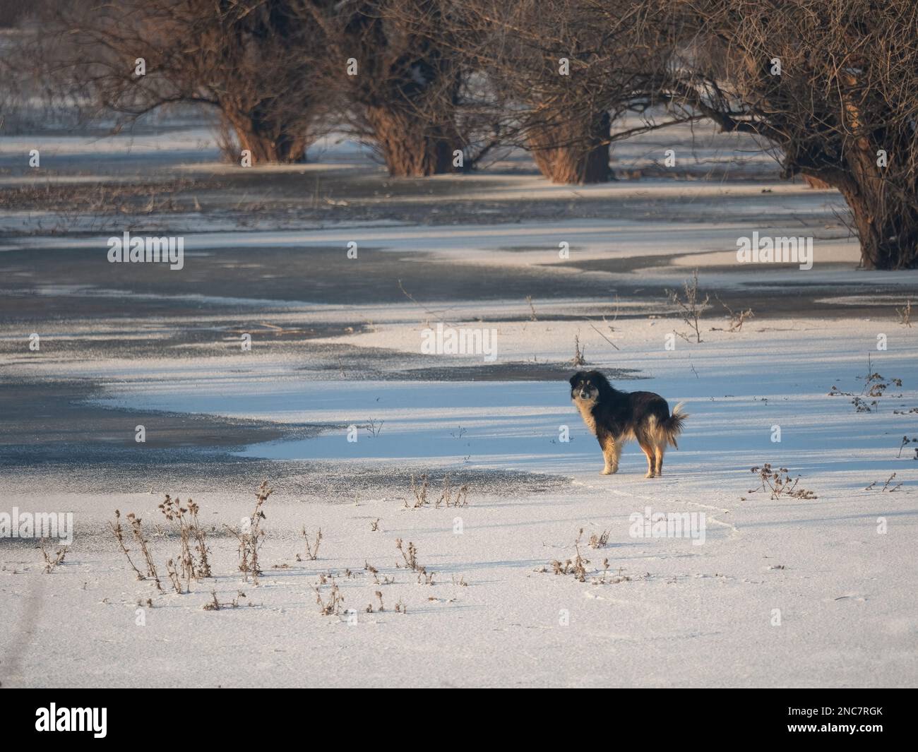 Cane Shepard su un lago ghiacciato nel paesaggio invernale in luce di verme mattina Foto Stock